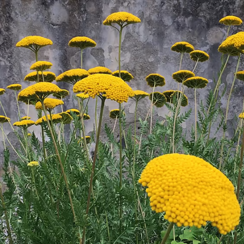 Max Mara 女性艺术奖获奖者将参加Palazzo Strozzi 展览